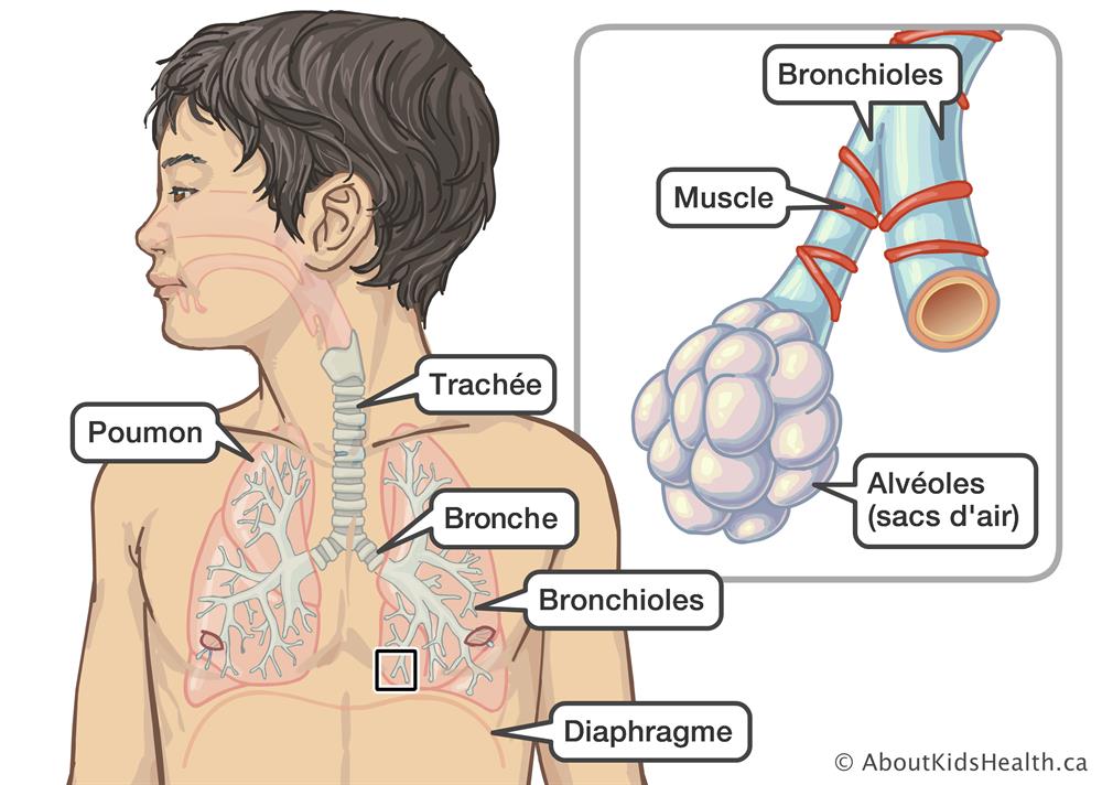 bronchiolite anatomie arbre tracheo broncho pulmonaire vu de face