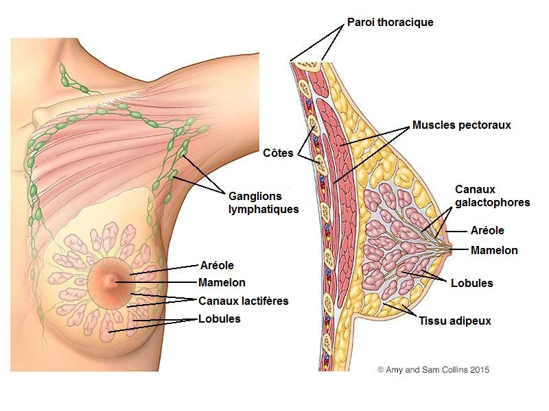 cancer du sein anatomie sein