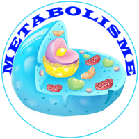 METABOLISM