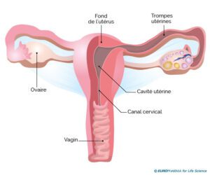 fibrome uterin anatomie appareil genital feminin