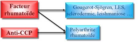 Facteur rhumatoïde et anticorps anti-CCP
