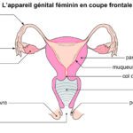 grossesse extra uterine anatomie appareil genital feminin