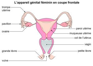 grossesse extra uterine anatomie appareil genital feminin