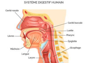 hemorragie digestive anatomie voies digestives superieures