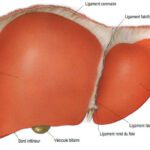 hepatites anatomie foie vue de face