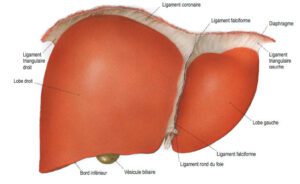 hepatites anatomie foie vue de face