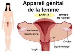 hyperplasie endometre anatomie appareil genital feminin