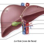 insuffisance hepatocellulaire anatomie foie vue de face