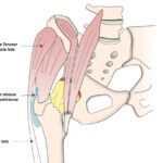 luxation de la hanche anatomie articulation