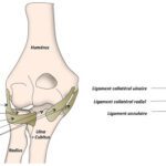 luxation du coude anatomie articulation