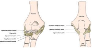 luxation du coude anatomie articulation