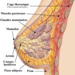 mammectomie anatomie sein