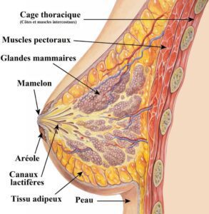 mammectomie anatomie sein