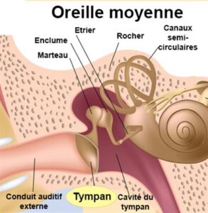 paracentese anatomie oreille