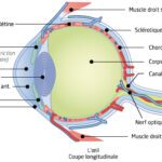 pathologies oculaires anatomie coupe oeil