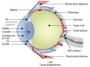 pathologies oculaires anatomie coupe oeil