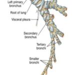 pneumopathie interstitielle diffuse anatomie arbre bronchique