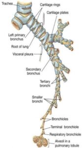 pneumopathie interstitielle diffuse anatomie arbre bronchique