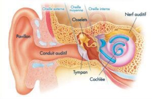 surdite anatomie oreille