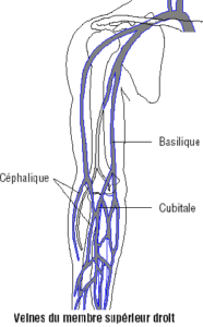 veine membre superieur droit 1