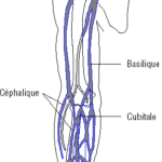 veine membre superieur droit 2